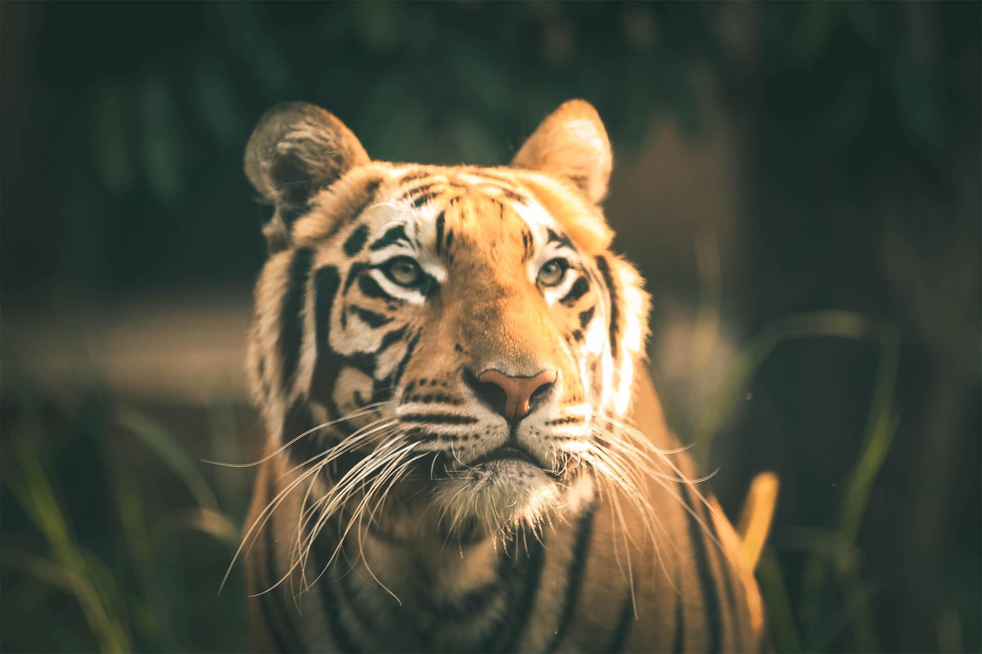 Close up TIGER